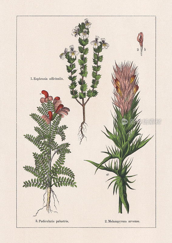 Magnoliids, Asterids, chromolithography，出版于1895年